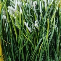 سبزی پاک شده و شسته شده|خوردنی و آشامیدنی|تهران, میدان میوه و تره‌بار مرکزی|دیوار