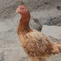 مرغ لاری خروس ام دارم