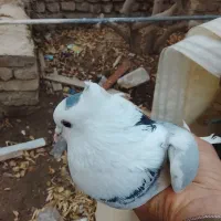 کبوتر طوقی|پرنده|سراوان, |دیوار