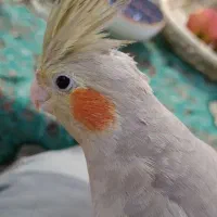 عروس هلندی آهویی|پرنده|اهواز, کوی باهنر|دیوار