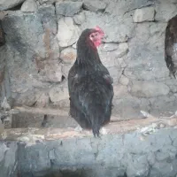 مرغ عشق نر و ماده و مرغ خانگی|پرنده|ماکو, |دیوار