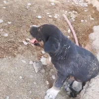 سگ نگهبان دوبرمن