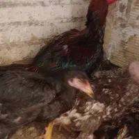 مرغ خروس