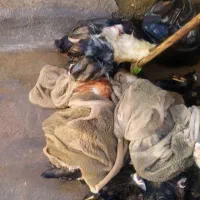 430|حیوانات مزرعه|مسجد سلیمان, |دیوار