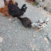 خروس و مرغ جوان