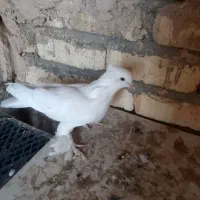 کفترنقش وصداکن|پرنده|خمینی‌شهر, |دیوار