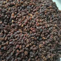 کشمش انگور قرمز