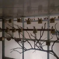 فروش ۴۰جفت فنج نرگسی شکلاتی