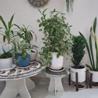 گلدان وگل آپارتمانی