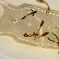 ماهی گوپی زیبا و جوان