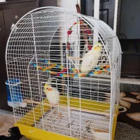 پرنده طوطی عروس هلندی سفید