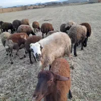 قوچ ،میش‌ بره بز بزغاله بره نر بره ماده|حیوانات مزرعه|ملایر, |دیوار