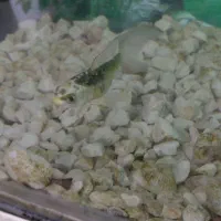 ماهی کوی باله بلند چرم