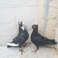 کبوتر بغدادی