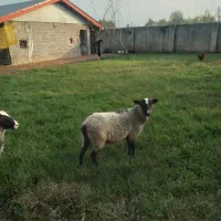 فروش بره نر و ماده