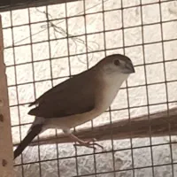 فنچ وحشی یا همون فنچ هندی برای فروش