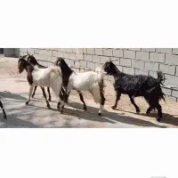 بز نروماده وبره ماده