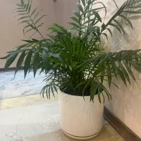 زمین تجاری مرکز نورآباد ممسنی