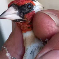 سهره لرستان