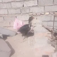 مرغ لاری غوغاز واردک