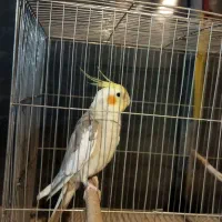 طوطی عروس نر ابلغ کار داده