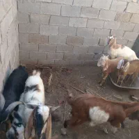 دو کهره نر