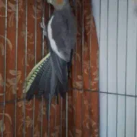 عروس هلندی ماده