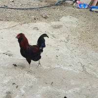 مرغ محلی|حیوانات مزرعه|کاکی, |دیوار