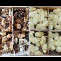 پخش کننده جوجه در نرماشیر