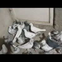 کفتر اصل|پرنده|صباشهر, |دیوار