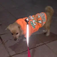 پامرین سگ ماده