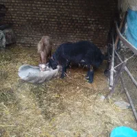 گوسفند  نر چاق