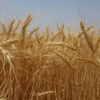 اجاره ۲۳ هکتار زمین کشاوری آبی