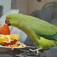 طوطی ملنگو.