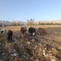 فروش میش بستک