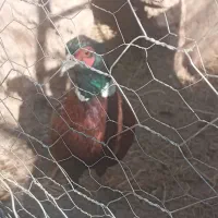 پرنده|پرنده|اسفراین, |دیوار