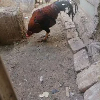 مرغ وخروس فروشی