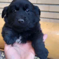 بلک پامر اشپیتز دوماهه