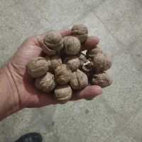 گردوی پر چرب و خوشمزه|خوردنی و آشامیدنی|میانه, |دیوار