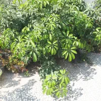 گل شفلرا بزرگ