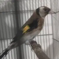 سهره جوجه قفس بخون خوشگل رام رام