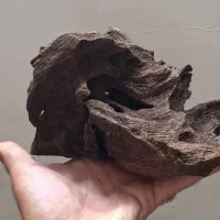 کنده آفریقایی آکواریوم