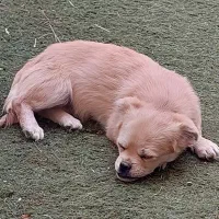 معاوضه یا فروش توله سگ پامر اشپیتز