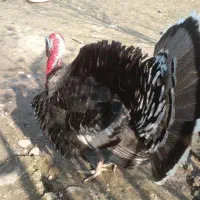 یه جفت بقلمون سالم وسرحال|حیوانات مزرعه|سنگر, |دیوار