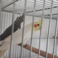 عروس هلندی جفت کار و ماده