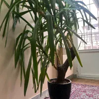 یوکا تنه درختی تنومند و سرحال (خانگی)