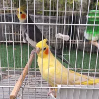 طوطی عروس هلندی