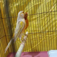 قناری ماده آماده عطیقه|پرنده|شیراز, مسلم|دیوار