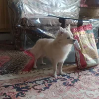 سگ خانگی|سگ|پیر بکران, |دیوار