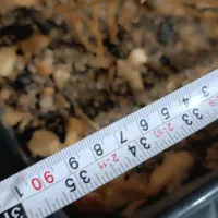 گلدان بزرگ|گل مصنوعی|اهواز, کمپلو شمالی|دیوار